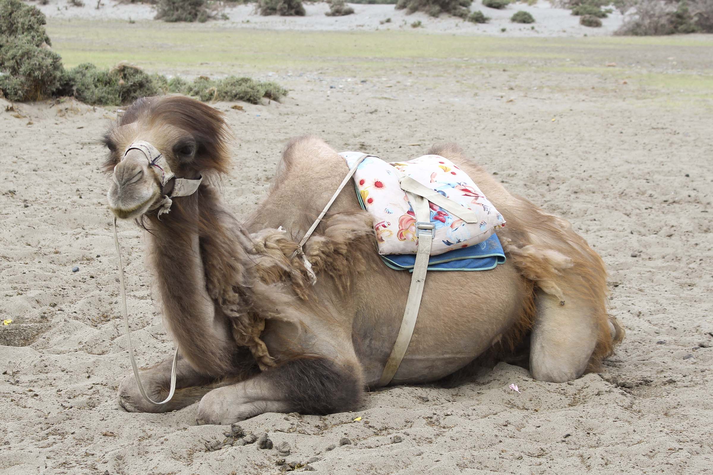 Camel Relaxing