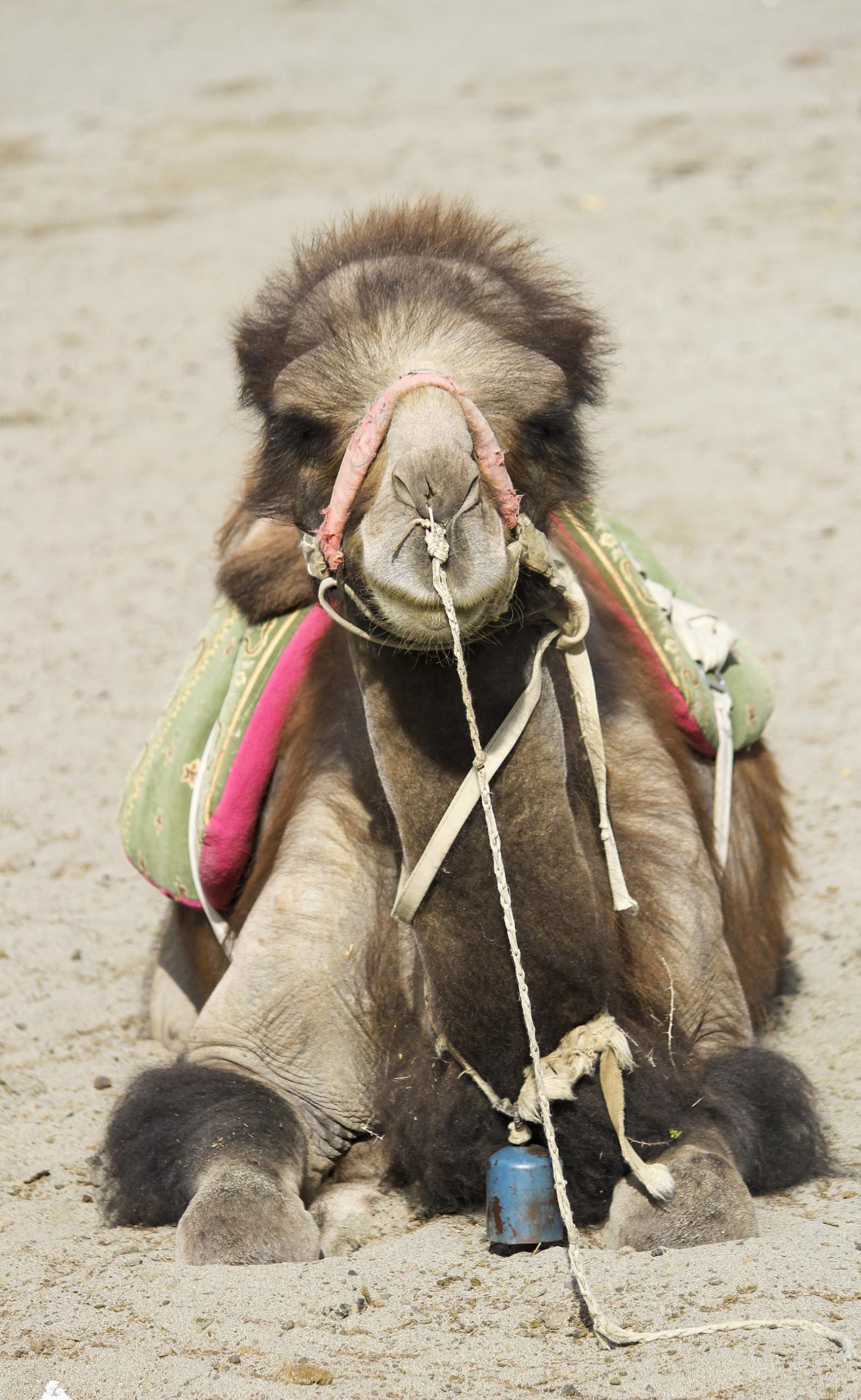 Camel posing for the camera