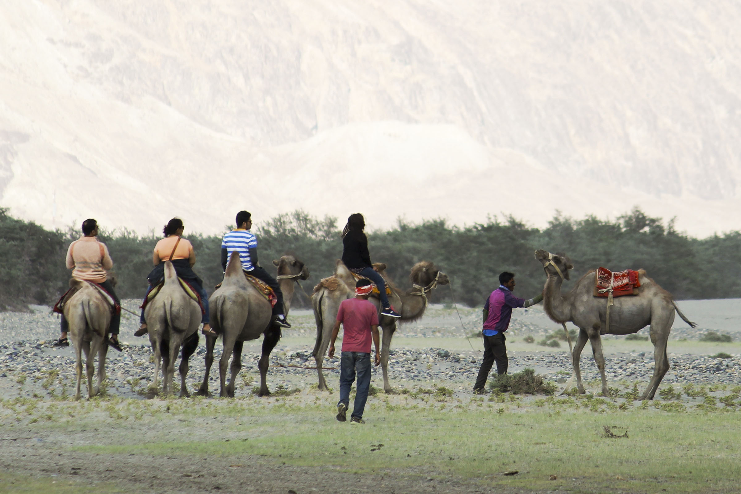 Nubra Valley camel ride