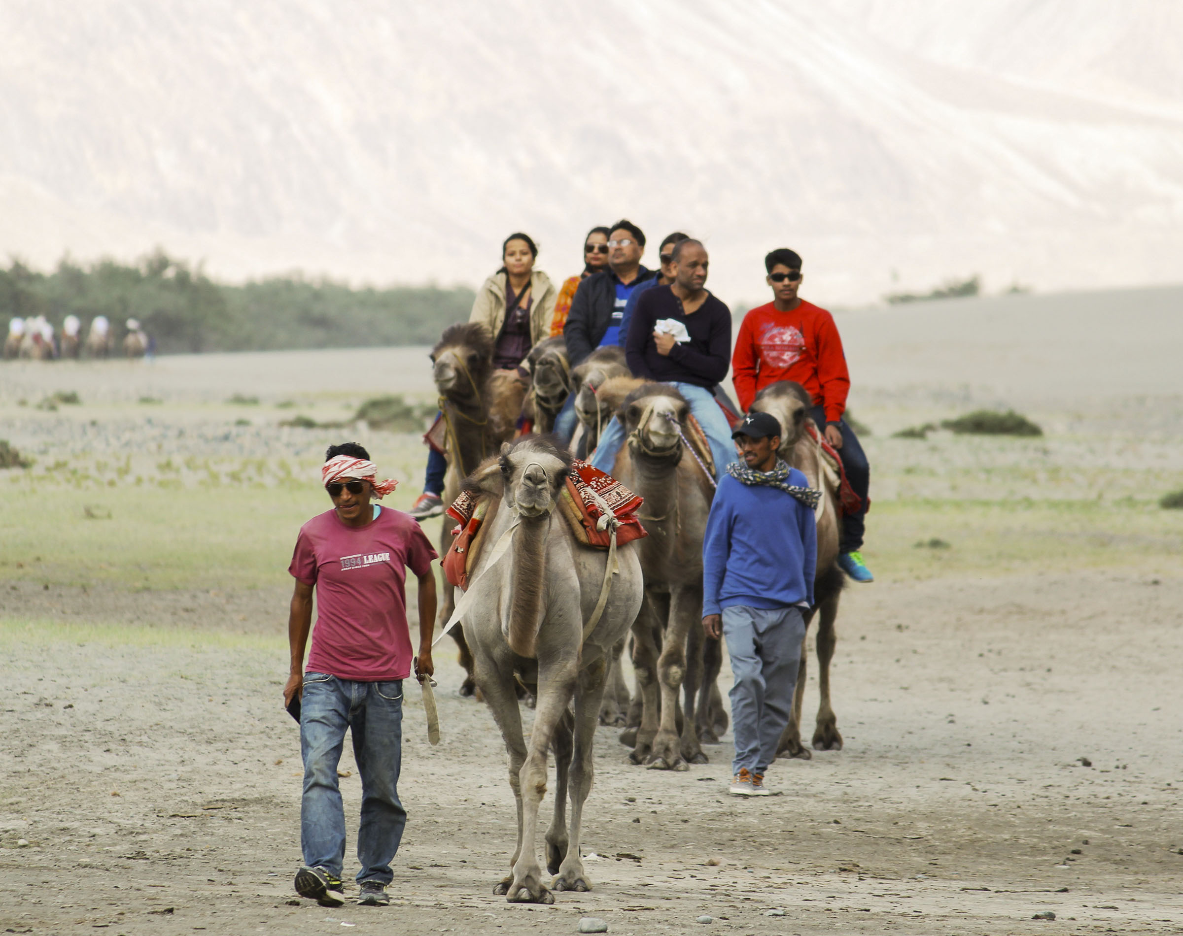 Nubra Valley camel ride